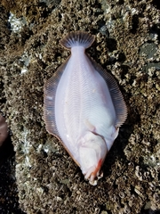 Lepidopsetta bilineata