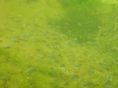 Cyprinodon macularius