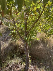 Lyonothamnus floribundus