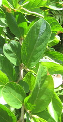 Antidesma venosum