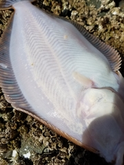 Lepidopsetta bilineata