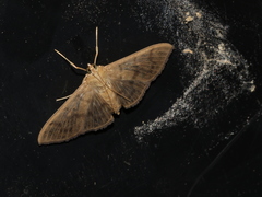 Patania balteata
