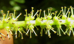Antidesma venosum