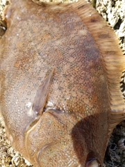 Lepidopsetta bilineata
