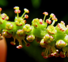Antidesma venosum