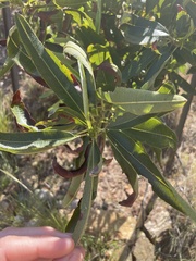 Lyonothamnus floribundus