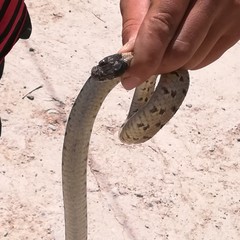 Hemorrhois ravergieri