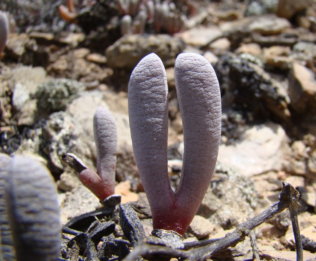Robertson Tentfigs