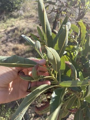 Lyonothamnus floribundus