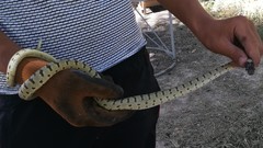 Hemorrhois ravergieri