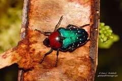 Leucocelis