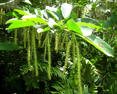 Antidesma venosum