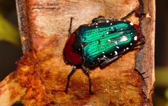 Leucocelis