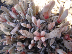 Brianhuntleya intrusa