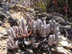 Brianhuntleya intrusa