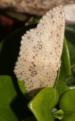 Perixera decretarioides