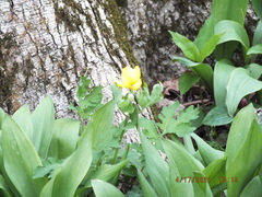 Stylophorum diphyllum