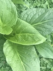 Hosta