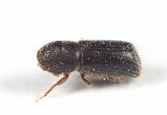 Xylocleptes bispinus