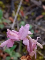 Orchis laeta image