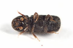 Xylocleptes bispinus