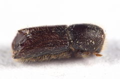 Xylocleptes bispinus