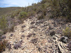 Brianhuntleya intrusa