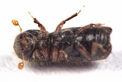 Xylocleptes bispinus