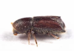Xylocleptes bispinus