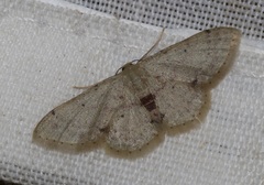 Idaea ptyonopoda