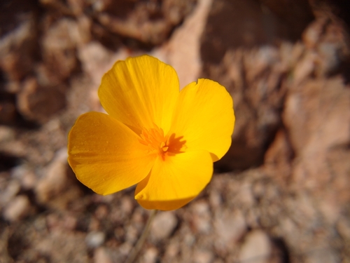 Image of Eschscholzia hypecoides by (c) Quinn Shemet, some rights reserved (CC BY)