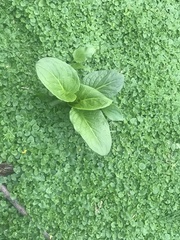 Hosta