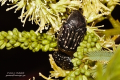 Clinteroides cariosa