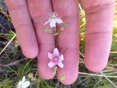 Sibbaldiopsis tridentata