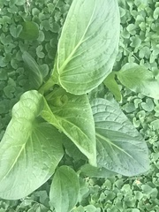 Hosta
