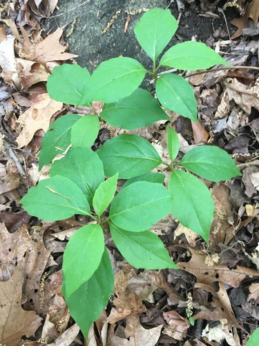 Bay starvine (Schisandra glabra)