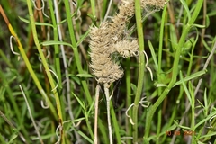 Sideritis lasiantha