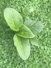 Hosta