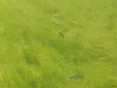 Cyprinodon macularius