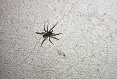 Paratrochosina amica