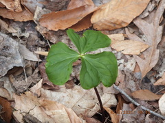 Trillium flexipes