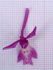 Orchis laeta image