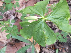 Trillium flexipes