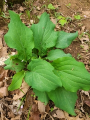 Mertensia virginica
