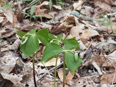 Trillium flexipes