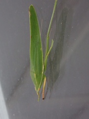 Euconocephalus varius