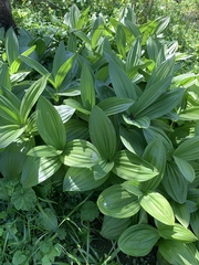 Veratrum californicum