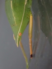 Euconocephalus varius