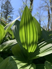 Veratrum californicum