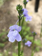 Linaria repens